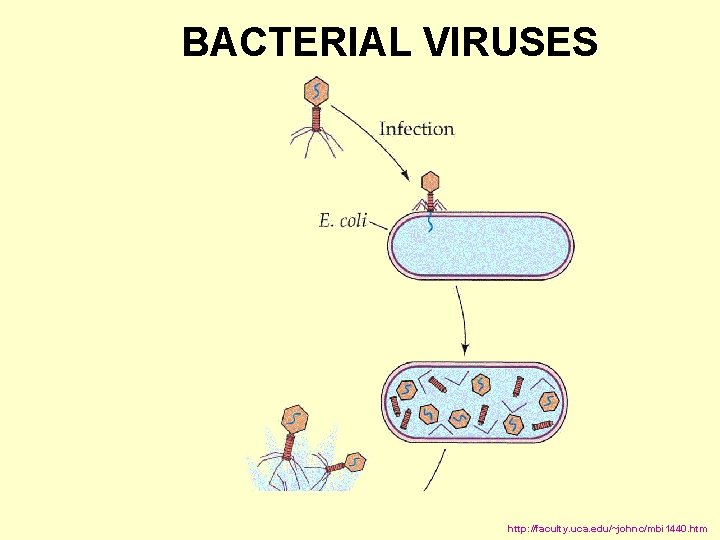 BACTERIAL VIRUSES http: //faculty. uca. edu/~johnc/mbi 1440. htm 