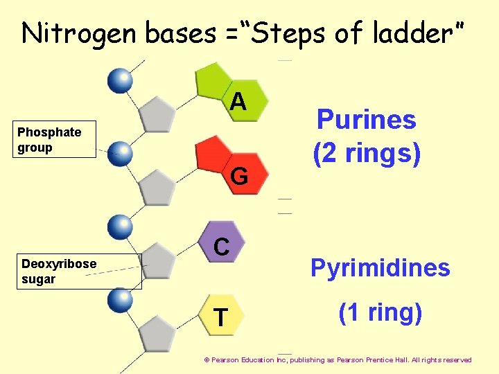 Nitrogen bases =“Steps of ladder” A Phosphate group G Deoxyribose sugar C T Purines