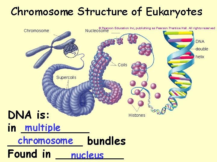 Chromosome Structure of Eukaryotes © Pearson Education Inc, publishing as Pearson Prentice Hall. All