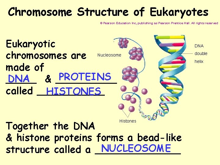 Chromosome Structure of Eukaryotes © Pearson Education Inc, publishing as Pearson Prentice Hall. All