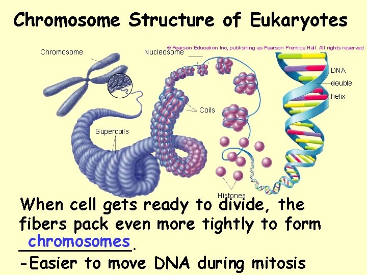 Chromosome Structure of Eukaryotes © Pearson Education Inc, publishing as Pearson Prentice Hall. All