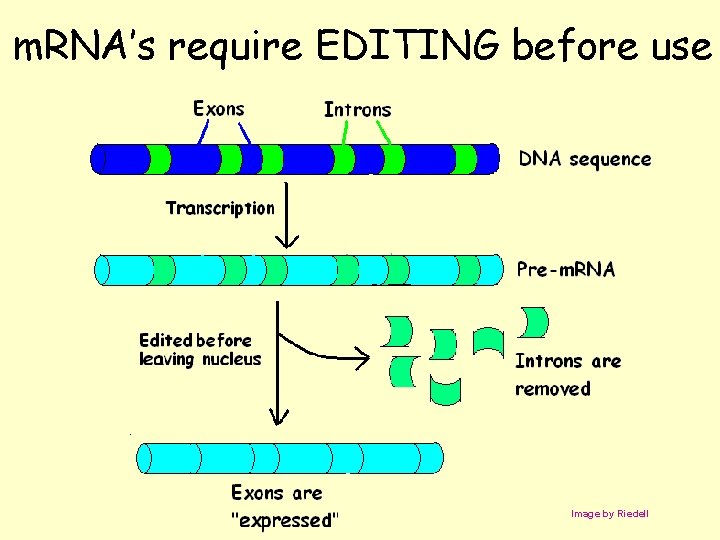 m. RNA’s require EDITING before use Image by Riedell 