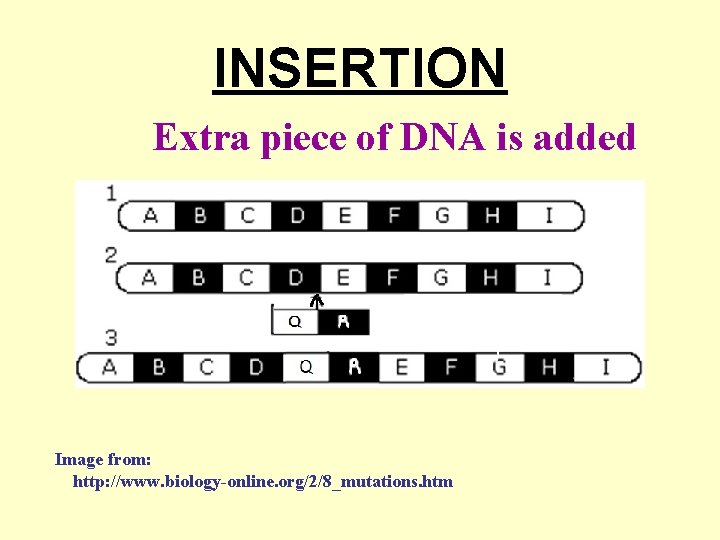 INSERTION Extra piece of DNA is added Image from: http: //www. biology-online. org/2/8_mutations. htm