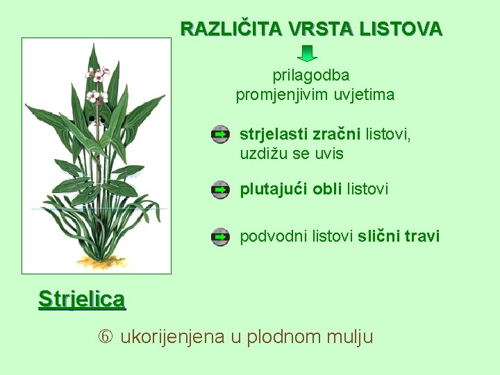 RAZLIČITA VRSTA LISTOVA prilagodba promjenjivim uvjetima strjelasti zračni listovi, uzdižu se uvis plutajući obli