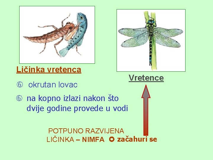 Ličinka vretenca okrutan lovac Vretence na kopno izlazi nakon što dvije godine provede u