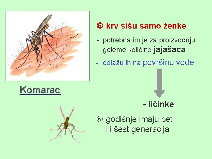  krv sišu samo ženke - potrebna im je za proizvodnju goleme količine jajašaca