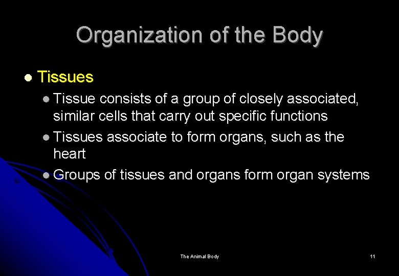 Organization of the Body Tissues Tissue consists of a group of closely associated, similar