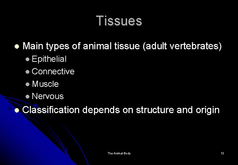 Tissues Main types of animal tissue (adult vertebrates) Epithelial Connective Muscle Nervous Classification depends
