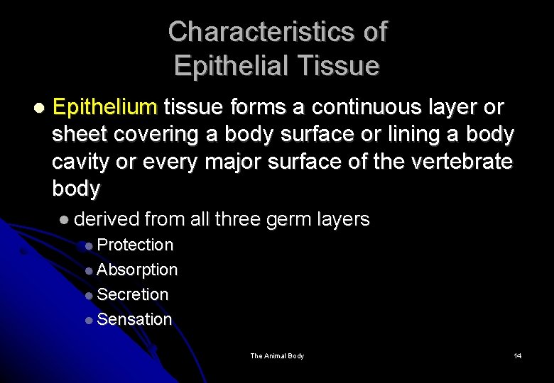 Characteristics of Epithelial Tissue Epithelium tissue forms a continuous layer or sheet covering a