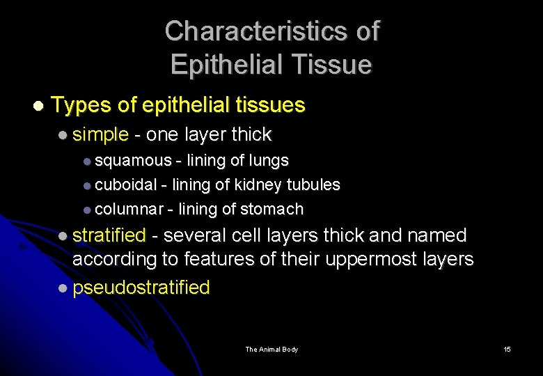 Characteristics of Epithelial Tissue Types of epithelial tissues simple - one layer thick squamous
