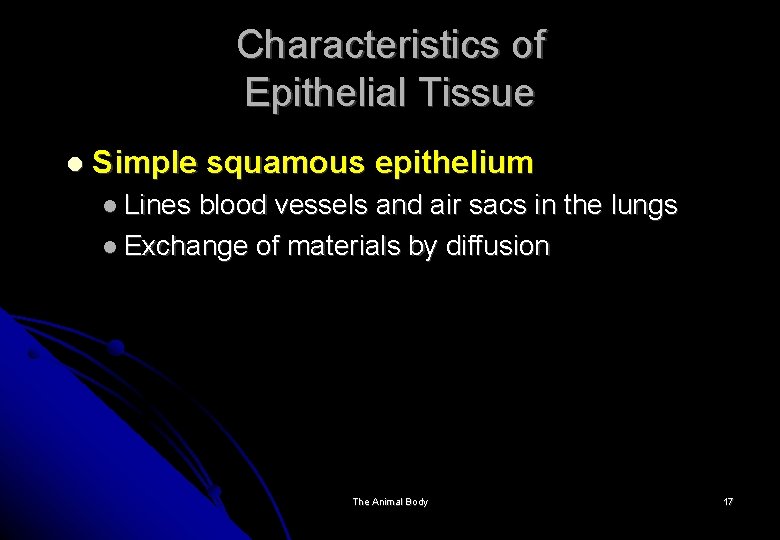 Characteristics of Epithelial Tissue Simple squamous epithelium Lines blood vessels and air sacs in