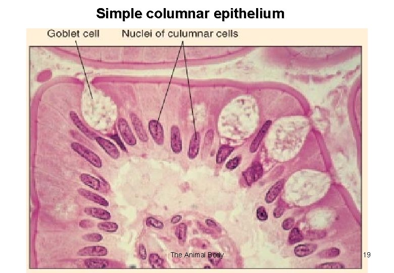 Simple columnar epithelium The Animal Body 19 