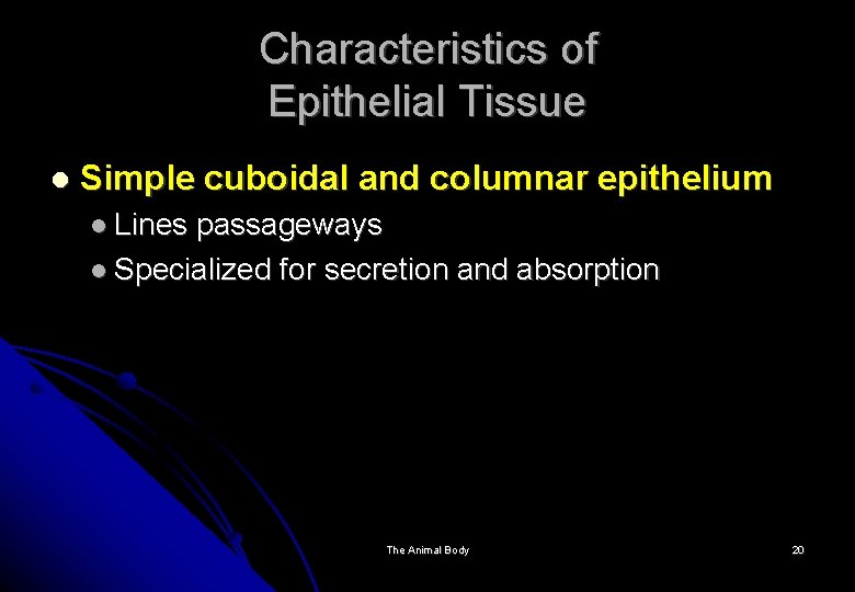 Characteristics of Epithelial Tissue Simple cuboidal and columnar epithelium Lines passageways Specialized for secretion