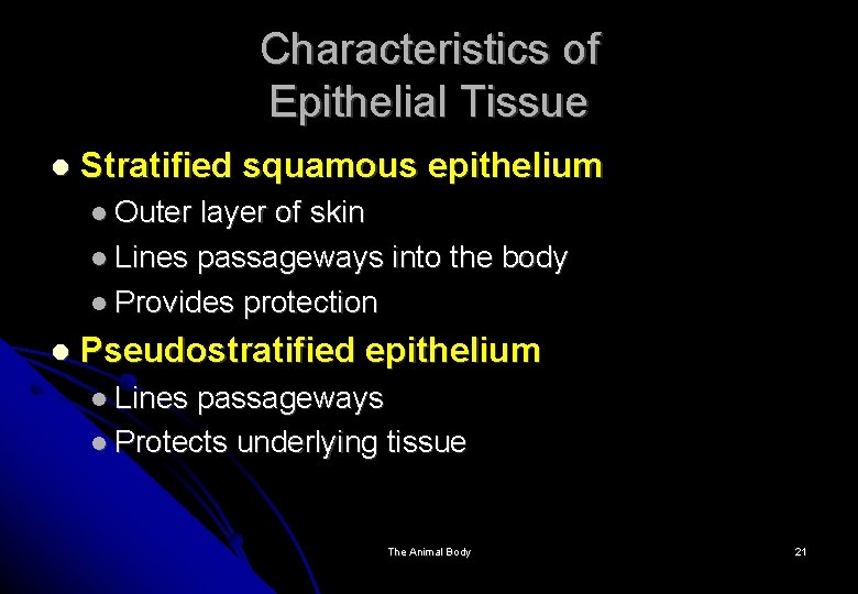 Characteristics of Epithelial Tissue Stratified squamous epithelium Outer layer of skin Lines passageways into