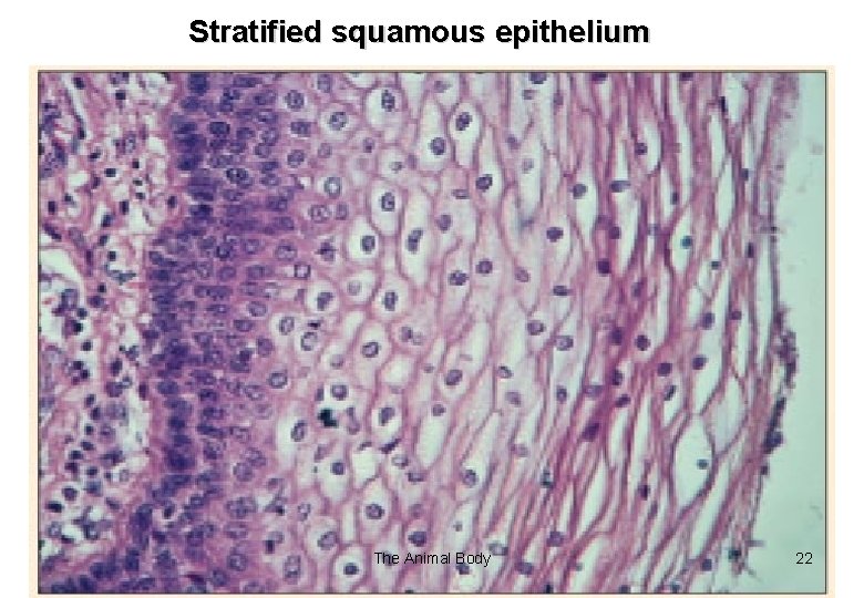Stratified squamous epithelium The Animal Body 22 