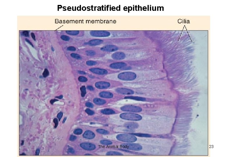 Pseudostratified epithelium The Animal Body 23 