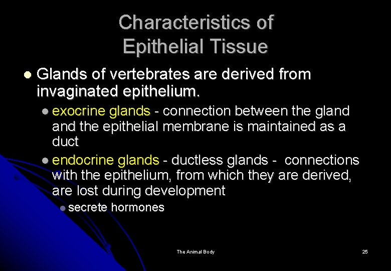 Characteristics of Epithelial Tissue Glands of vertebrates are derived from invaginated epithelium. exocrine glands