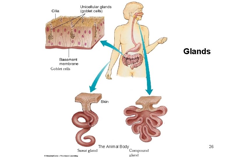 Glands The Animal Body 26 