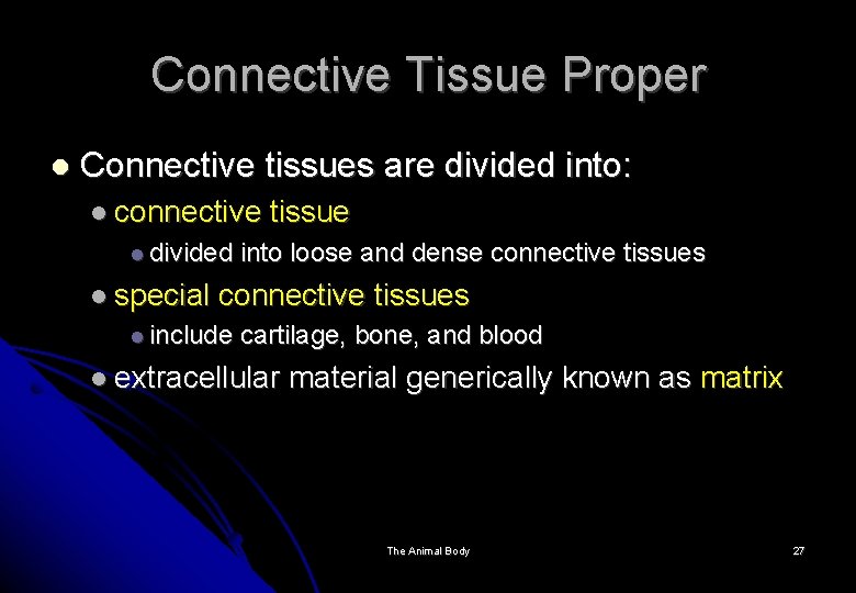 Connective Tissue Proper Connective tissues are divided into: connective divided special tissue into loose