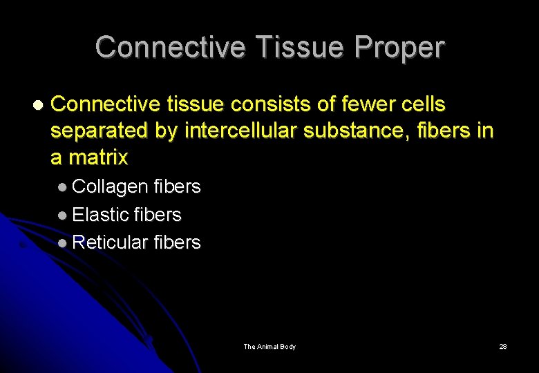 Connective Tissue Proper Connective tissue consists of fewer cells separated by intercellular substance, fibers