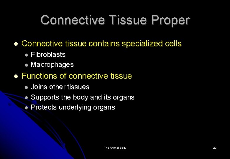 Connective Tissue Proper Connective tissue contains specialized cells Fibroblasts Macrophages Functions of connective tissue