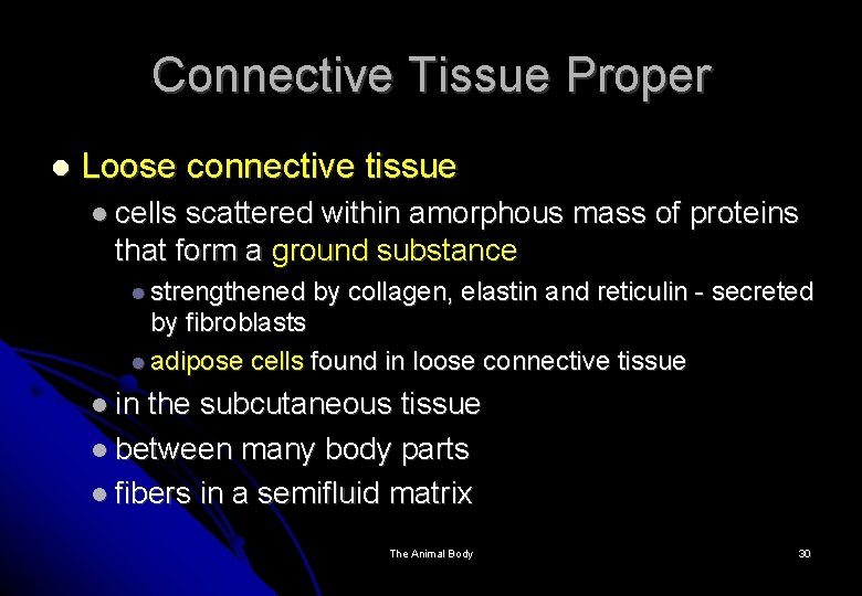Connective Tissue Proper Loose connective tissue cells scattered within amorphous mass of proteins that