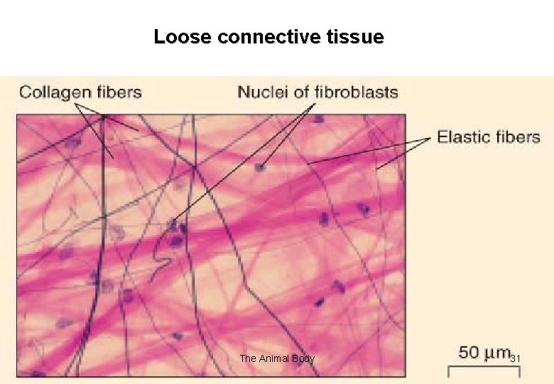 Loose connective tissue The Animal Body 31 