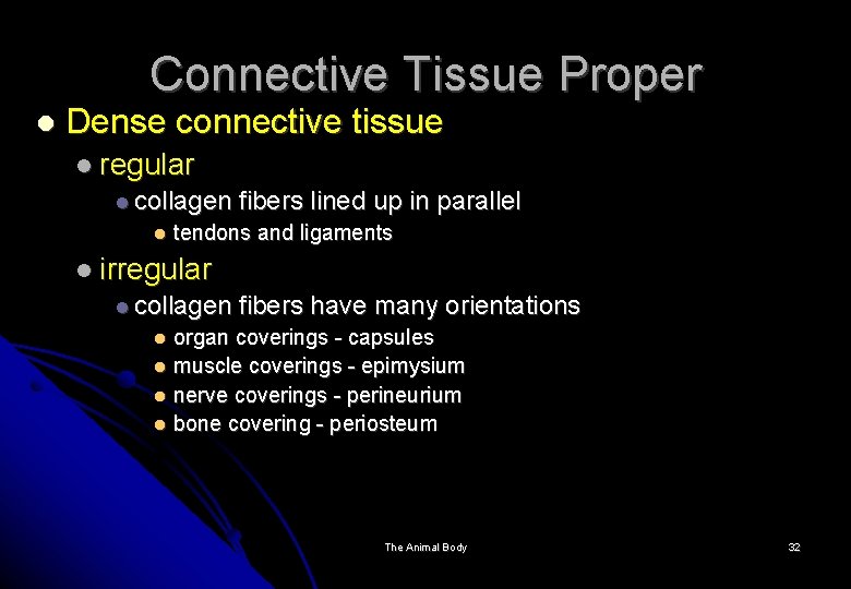 Connective Tissue Proper Dense connective tissue regular collagen fibers lined up in parallel tendons
