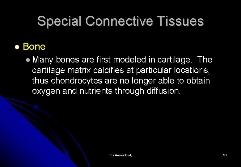 Special Connective Tissues Bone Many bones are first modeled in cartilage. The cartilage matrix