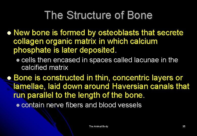 The Structure of Bone New bone is formed by osteoblasts that secrete collagen organic