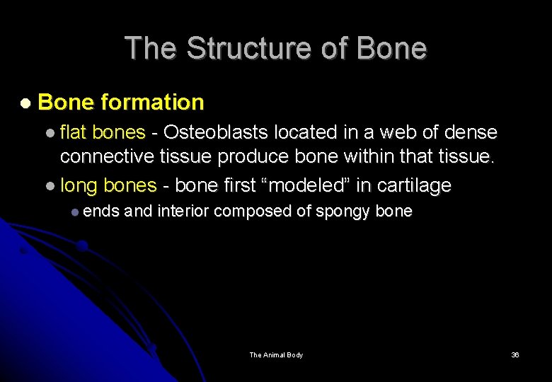 The Structure of Bone formation flat bones - Osteoblasts located in a web of