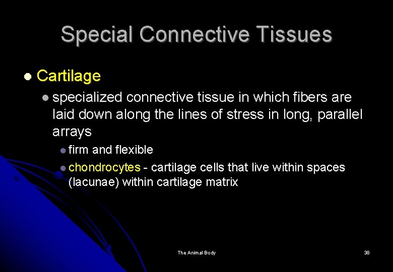 Special Connective Tissues Cartilage specialized connective tissue in which fibers are laid down along