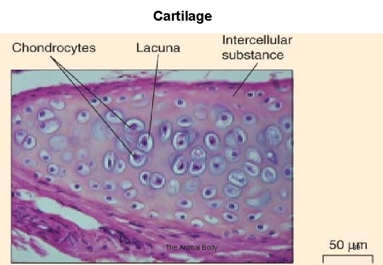 Cartilage The Animal Body 39 