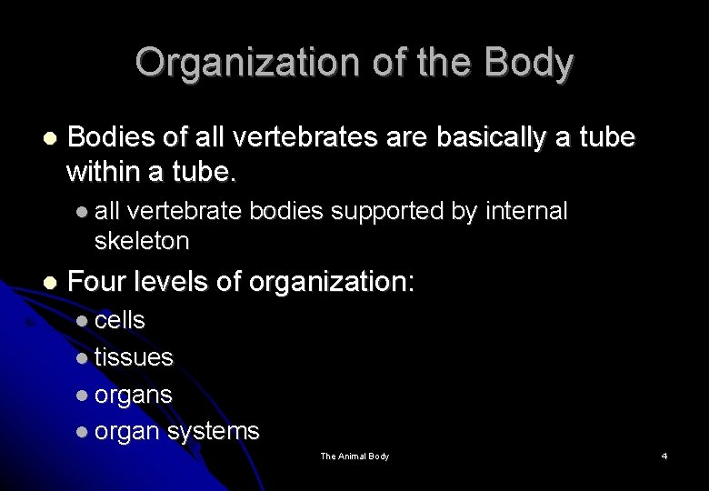 Organization of the Body Bodies of all vertebrates are basically a tube within a