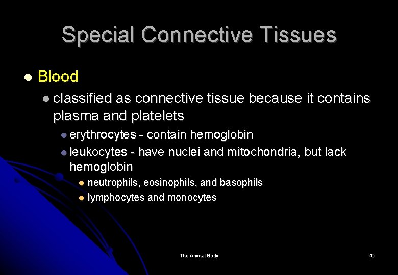 Special Connective Tissues Blood classified as connective tissue because it contains plasma and platelets