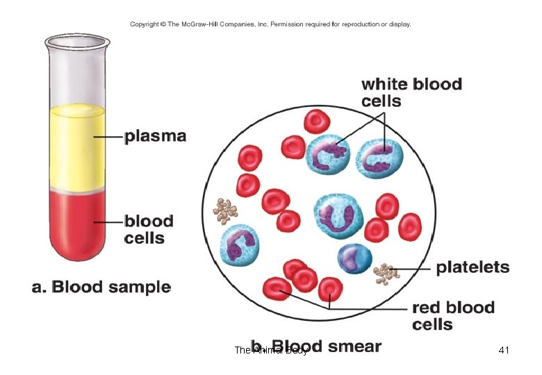 (Matrix) The Animal Body 41 