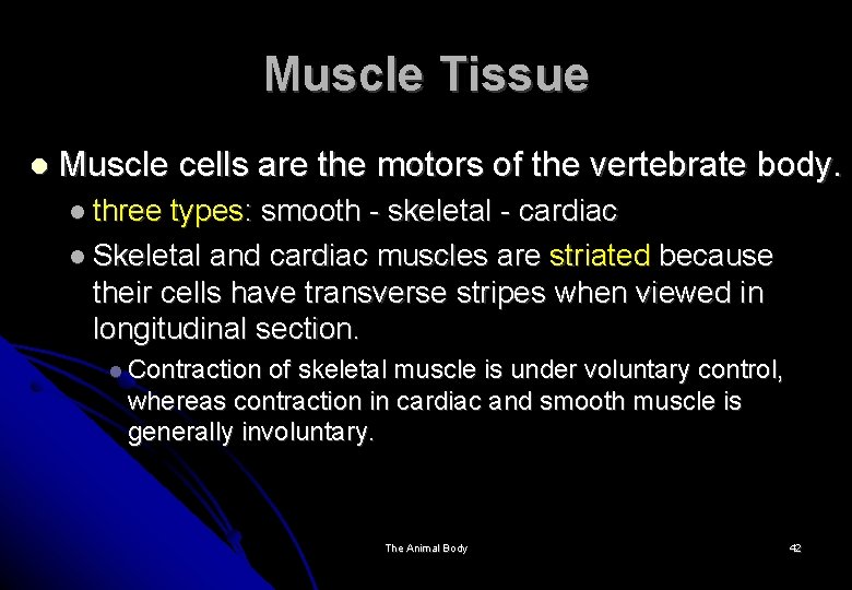 Muscle Tissue Muscle cells are the motors of the vertebrate body. three types: smooth