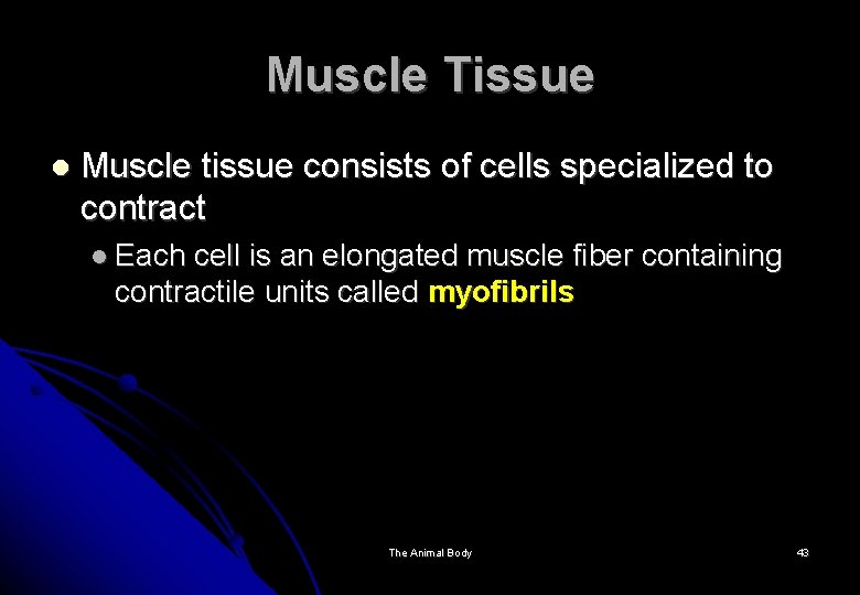 Muscle Tissue Muscle tissue consists of cells specialized to contract Each cell is an