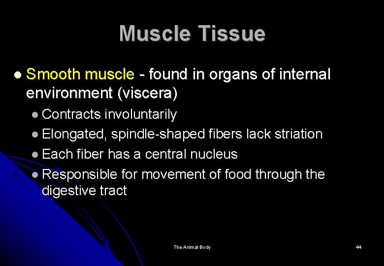 Muscle Tissue Smooth muscle - found in organs of internal environment (viscera) Contracts involuntarily