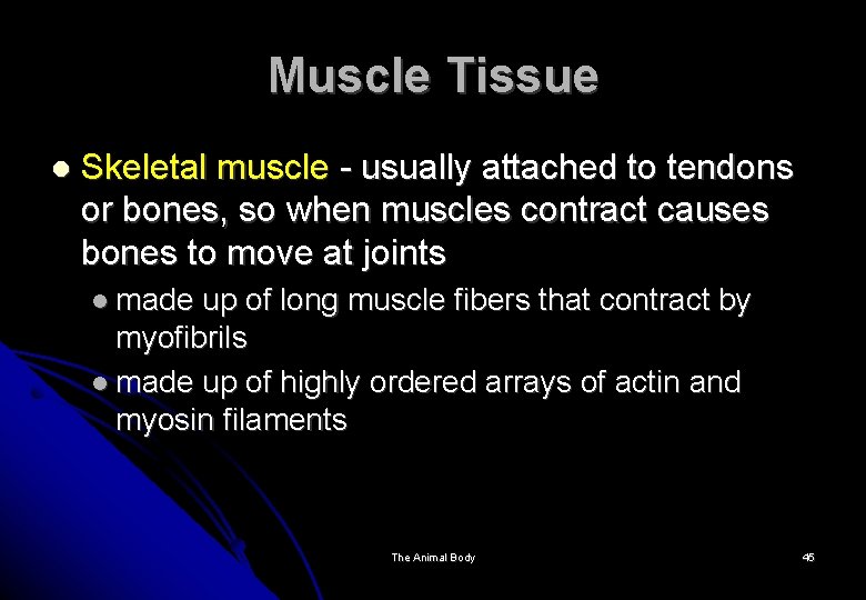 Muscle Tissue Skeletal muscle - usually attached to tendons or bones, so when muscles