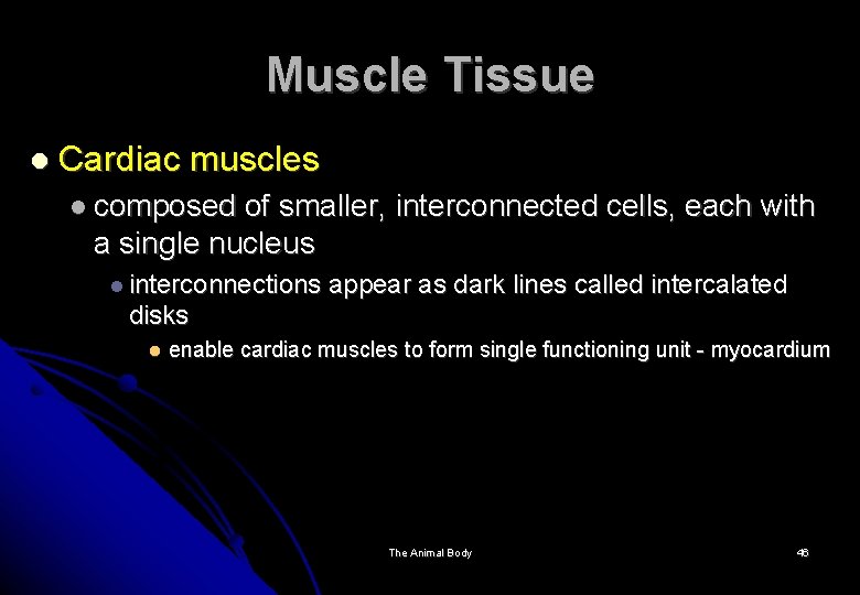 Muscle Tissue Cardiac muscles composed of smaller, interconnected cells, each with a single nucleus