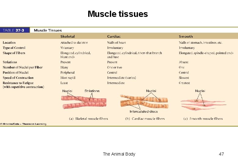 Muscle tissues The Animal Body 47 