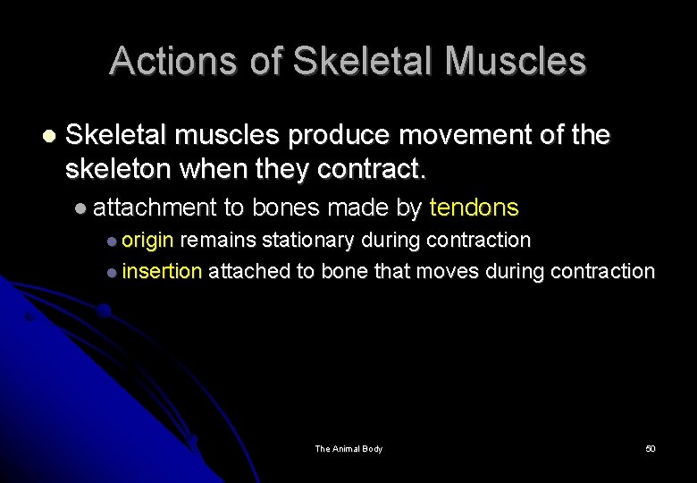 Actions of Skeletal Muscles Skeletal muscles produce movement of the skeleton when they contract.