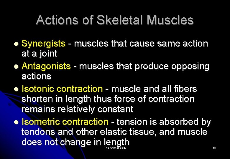 Actions of Skeletal Muscles Synergists - muscles that cause same action at a joint