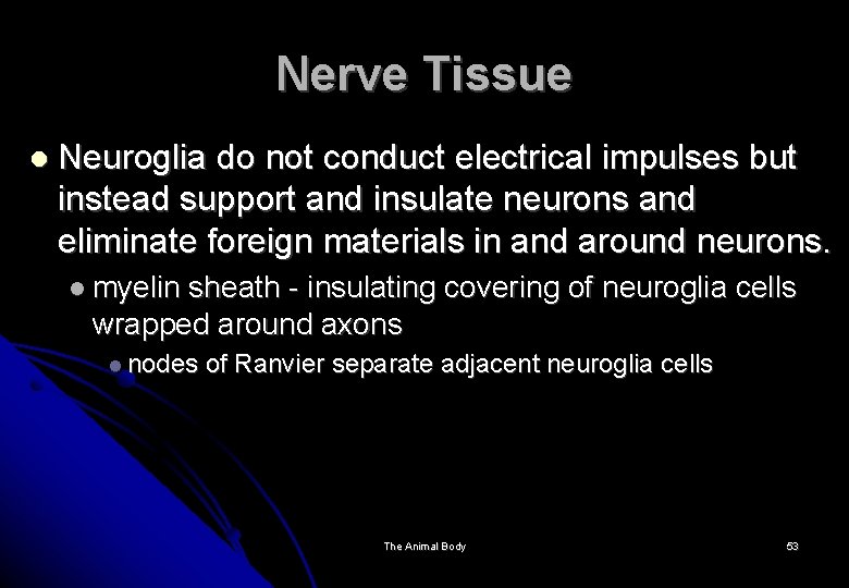 Nerve Tissue Neuroglia do not conduct electrical impulses but instead support and insulate neurons