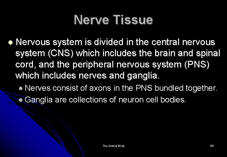 Nerve Tissue Nervous system is divided in the central nervous system (CNS) which includes