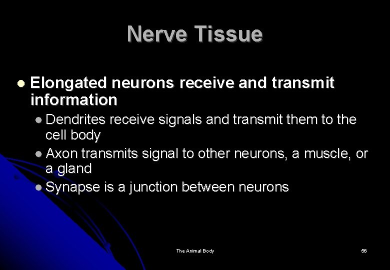 Nerve Tissue Elongated neurons receive and transmit information Dendrites receive signals and transmit them
