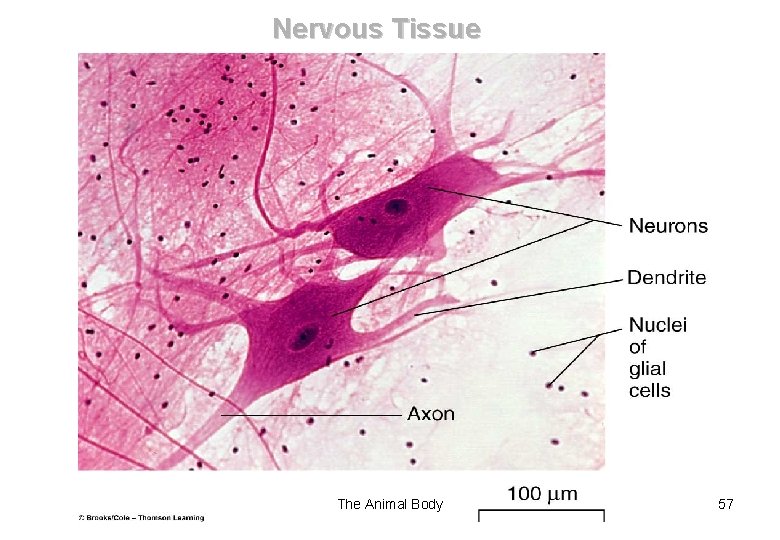 Nervous Tissue The Animal Body 57 