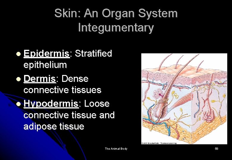 Skin: An Organ System Integumentary Epidermis: Stratified epithelium Dermis: Dense connective tissues Hypodermis: Loose