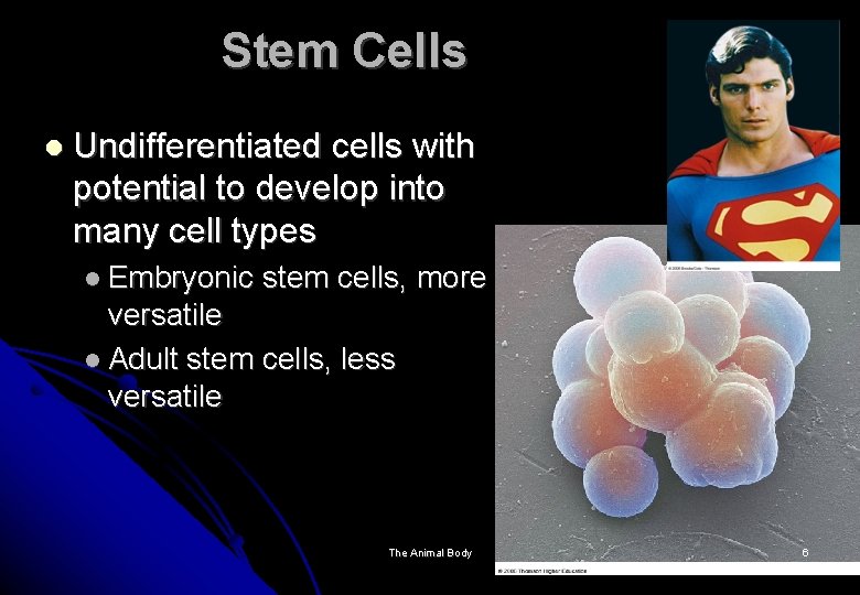 Stem Cells Undifferentiated cells with potential to develop into many cell types Embryonic stem